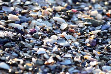 Close-up photo of wet coarse sand from crushed shells and pebbles in different colors flooded with...