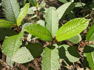 Kratom plants (Mitragyna speciosa) grows wild and fertile in the tropical nature Kalimantan