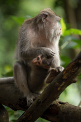 Monos en templo de los monos de ubud