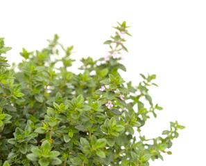 Thymus citriodorus AKA lemon thyme, isolated on white background