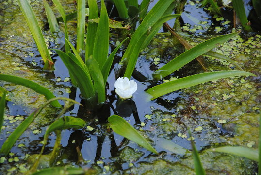 Close up of flowering water soldier or water pineapple (Stratiotes aloides) in a pond