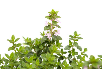Thymus citriodorus AKA lemon thyme, isolated on white background