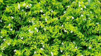 Fototapeta na wymiar Griselinia Leaves Tropical shrub with green leaves, close up