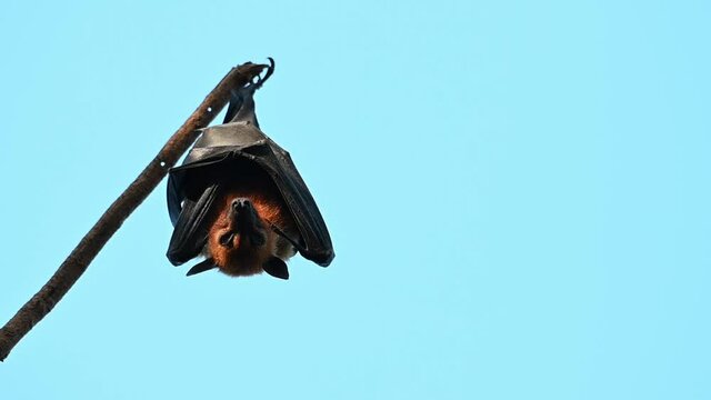 Lyle's Flying Fox, Pteropus lylei, Saraburi, Thailand; hanging upside down while looking to the camera, turns its body towards the left and then returns to its position to continue sleeping.