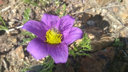 purple crocus flowers