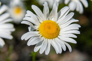 Fototapeta premium wild daisies flowers in the fields in the province of Quebec, Canada