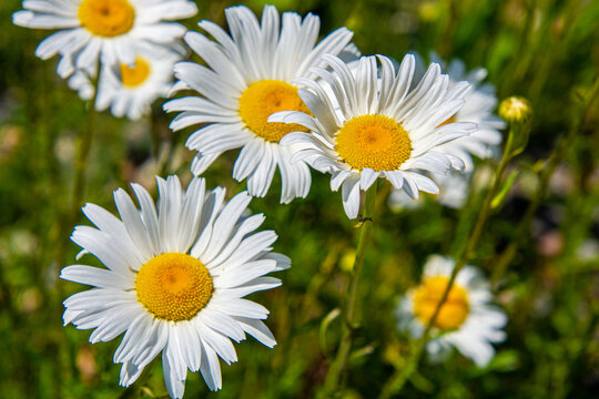 wild daisies flowers in the fields in the province of Quebec, Canada