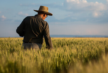 Naklejka na ściany i meble Senior farmer standing in wheat field examining crop at sunset.