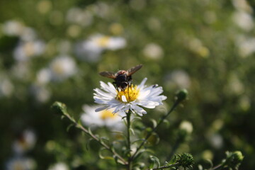bee on a flower