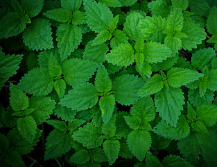 thickets of green nettles texture
