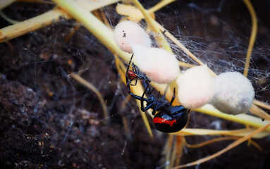 female spider with prey and cocoons