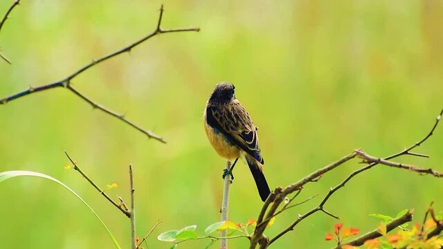 A migratory breeding bird bird Baltimore oriole (Icterus galbula) is waiting on tree in a forest