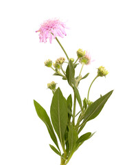 Fototapeta premium Flora of Gran Canaria - Pterocephalus dumetorus, mountain scabious endemic to the central Canary Islands, natural macro floral background 