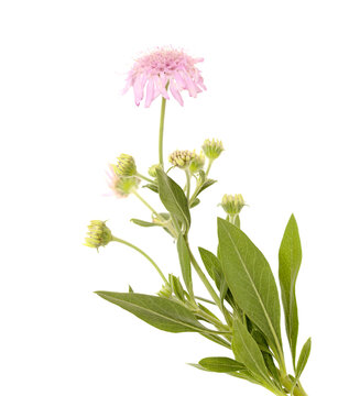 Flora of Gran Canaria - Pterocephalus dumetorus, mountain scabious endemic to the central Canary Islands, natural macro floral background
