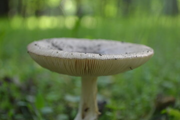 A beautiful mushroom in the green forest thicket.