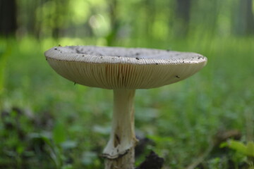 A beautiful mushroom in the green forest thicket.