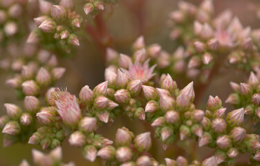 Flora of Gran Canaria -  Aeonium percarneum, succulent plant endemic to the island, natural macro floral background
