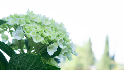 Hydrangea Serrata flowers are beautiful yellowish green on a white background