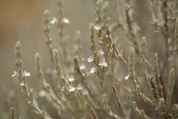 Flora of Gran Canaria - Micromeria varia herb, locally called thyme, endemic to Canaries and Madeira,  natural macro floral background
