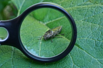 one black magnifying glass in hand magnifies a large gray beetle on a green leaf of a plant