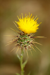 Flora of Gran Canaria -  yellow Centaurea melitensis, Maltese star-thistle natural macro floral background
