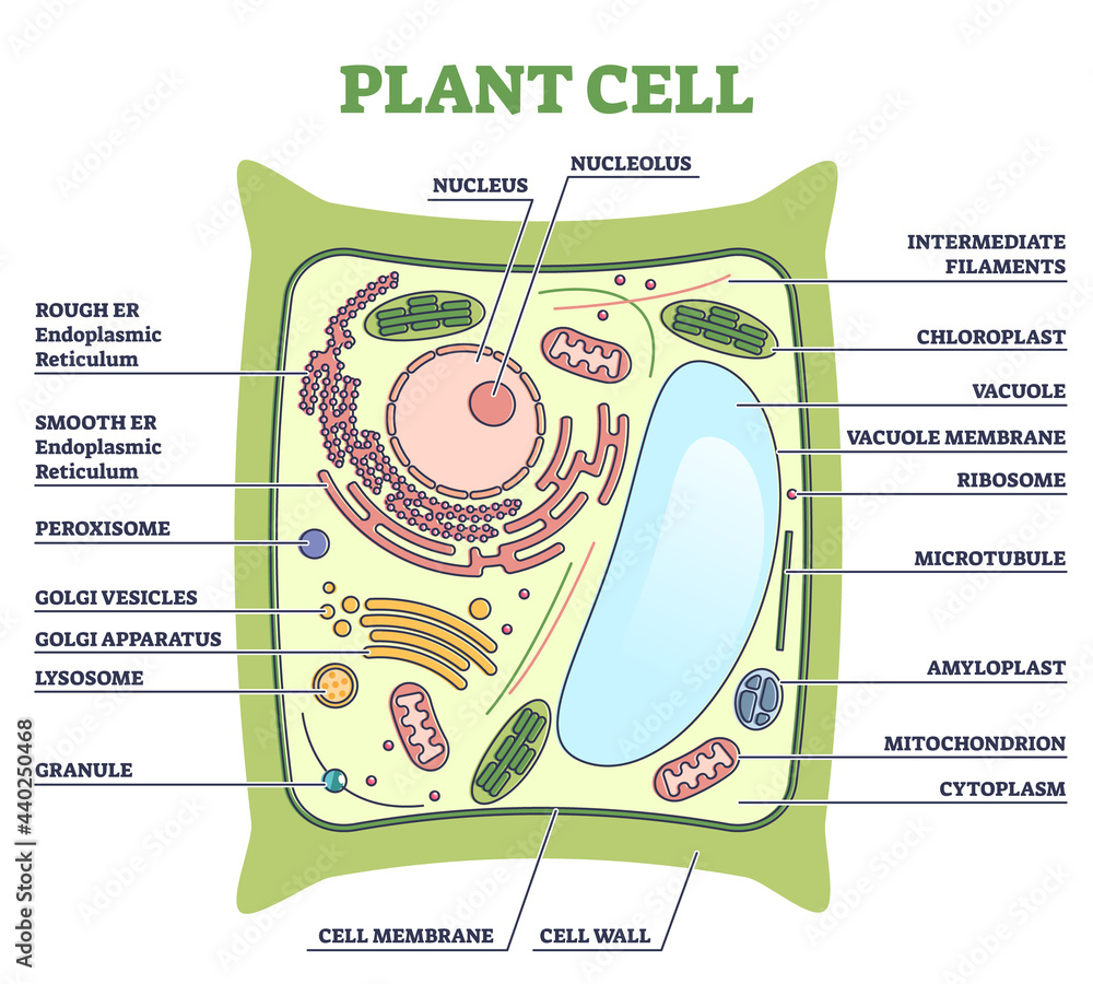 Poster plant cell structure with inner parts labeled description outline diagram. inside cross section sche