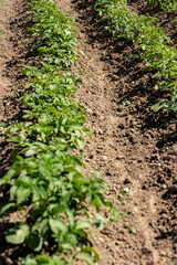 rows of plants in the garden