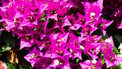 Bunch of paper flowers or Bougainvillea blooming on the tree