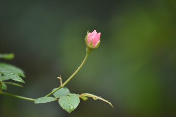 bud of a rose