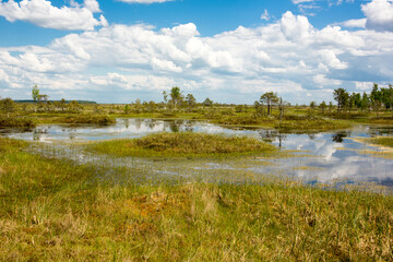 Swamps. Belarusian swamps are the lungs of Europe. Ecological reserve Yelnya.