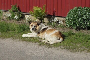 one large stray spotted dog lies on the street on the ground and green grass near a red fence