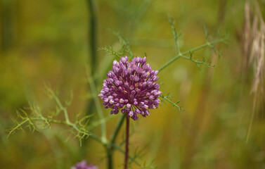 Flora of Gran Canaria -  Allium ampeloprasum, wild leek natural macro floral background