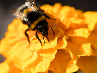 Young bumblebee drinking water from a waterdrop on a flower