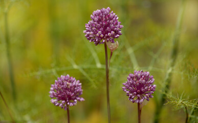 Obraz premium Flora of Gran Canaria - Allium ampeloprasum, wild leek natural macro floral background