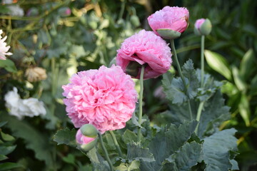 Papaver orientale ,double ruffled pink (Oriental poppy) Order Ranunculales ,Family:Papaveraceae,Genus: Papaver, a perennial flowering plant with double ruffled pink petals .Northeastern Turkey.
