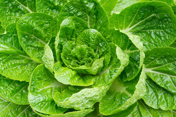 Fresh Chinese cabbage in the vegetable garden in the photo from above