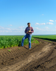 a man as a farmer walking along the field, dressed in a plaid shirt and jeans, checks and inspects young sprouts crops of wheat, barley or rye, or other cereals, a concept of agriculture and agronomy