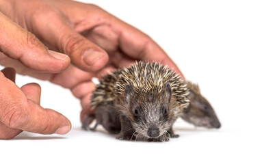 Human hand touching and helping two rescued Young European hedgehogs, isolated