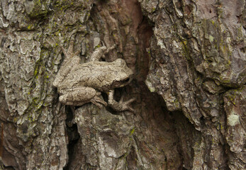 Gray Tree Frog Hyla chrysoscelis on pine tree in Eastern Texas Camoflauged