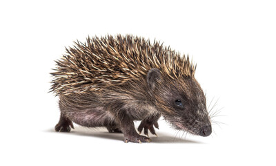 Walking Young European hedgehog looking at the camera, isolated on white