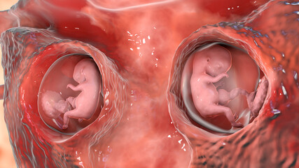 Twin fetuses inside female uterus, 3D illustration