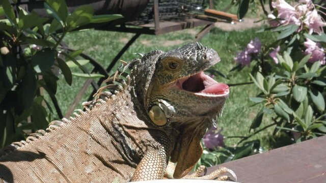 Iguana Resting on a table with opened mouth in a garden with flowers
