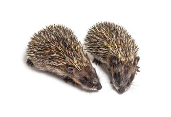 Two baby European hedgehog playing together