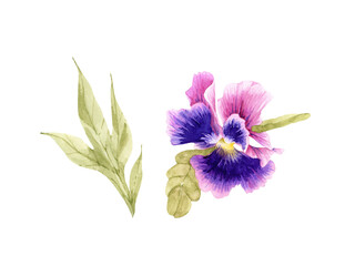 watercolor illustration of purple pansy flower on white background, hand painted.