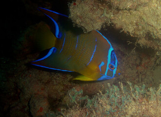 coral fish , caribbean sea , Venezuela