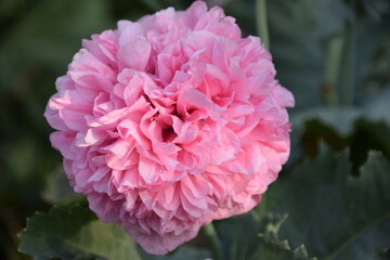 Papaver orientale ,double ruffled pink (Oriental poppy) Order Ranunculales...