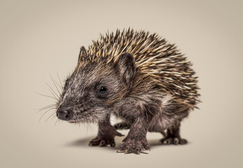 Young European hedgehog coming to the camera, Walking