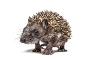 Young European hedgehog coming to the camera, Walking, isolated