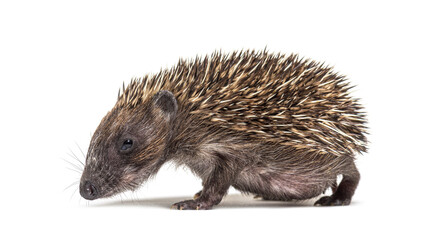 Young European hedgehog looking at the camera, isolated on white
