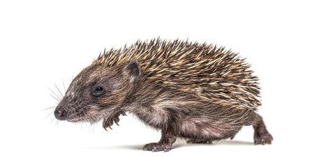 Side view of a baby European hedgehog walking on a white background